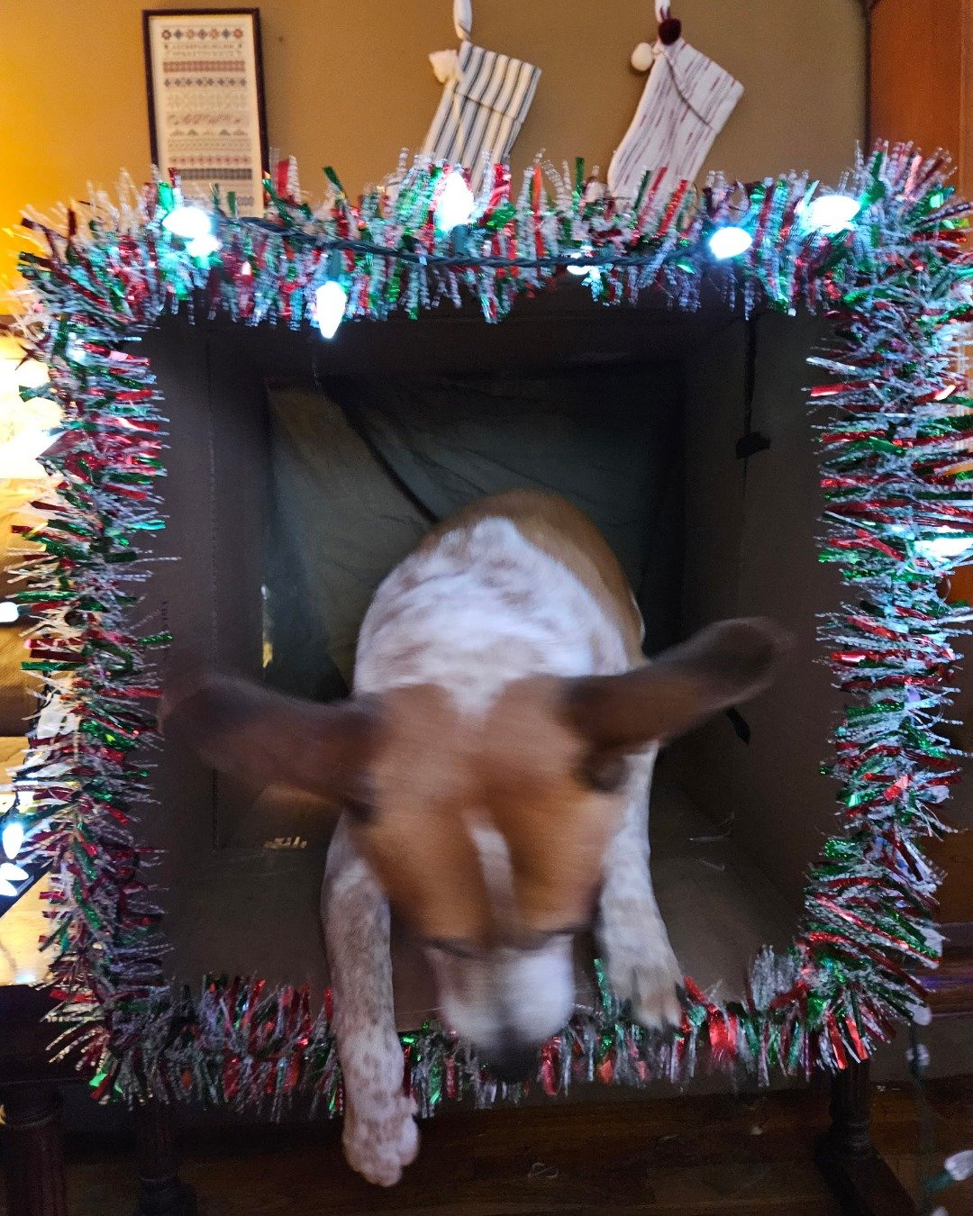 Turbo the Red heeler. Dog, Hound