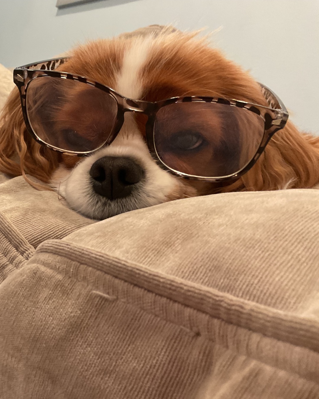 Arya the Cavalier King Charles Spaniel. Accessories, Sunglasses, Glasses, Dog, Puppy