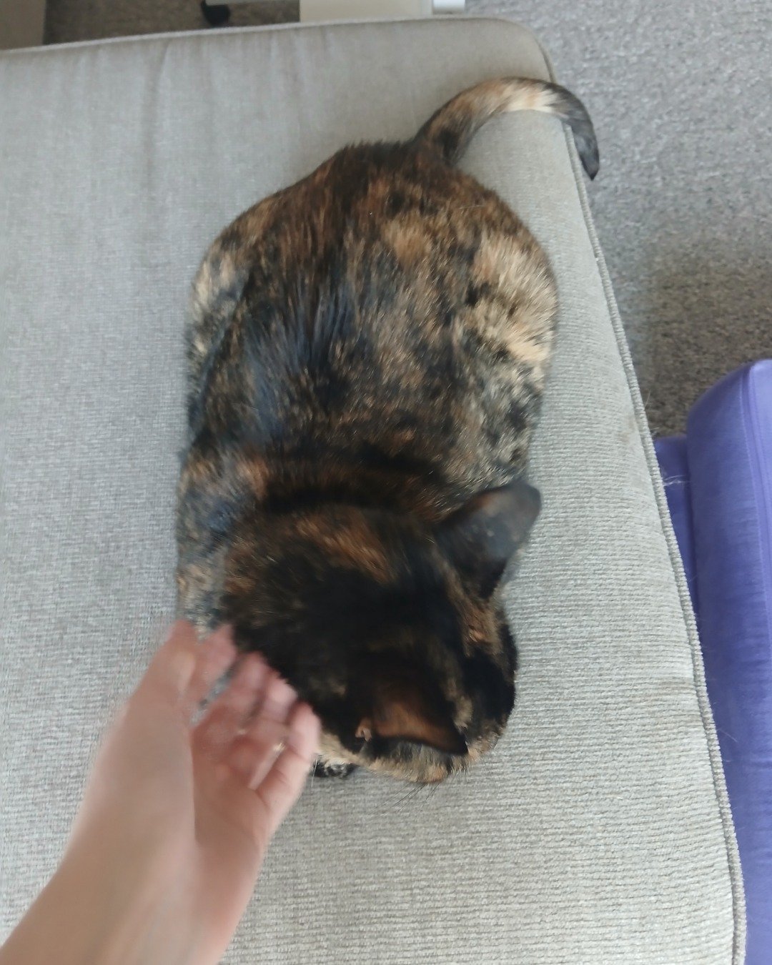 Sprinkles the tortoise shell (tortie). Couch, Furniture, Indoors, Interior Design, Cushion, Home Decor