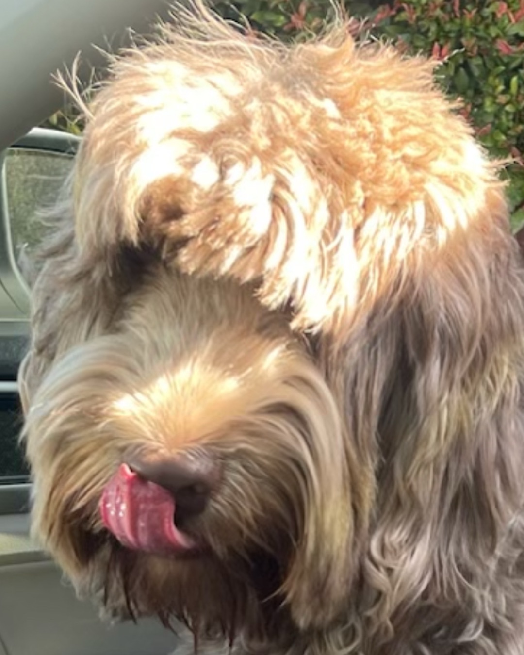 Poppy. Dog, Terrier, Puppy