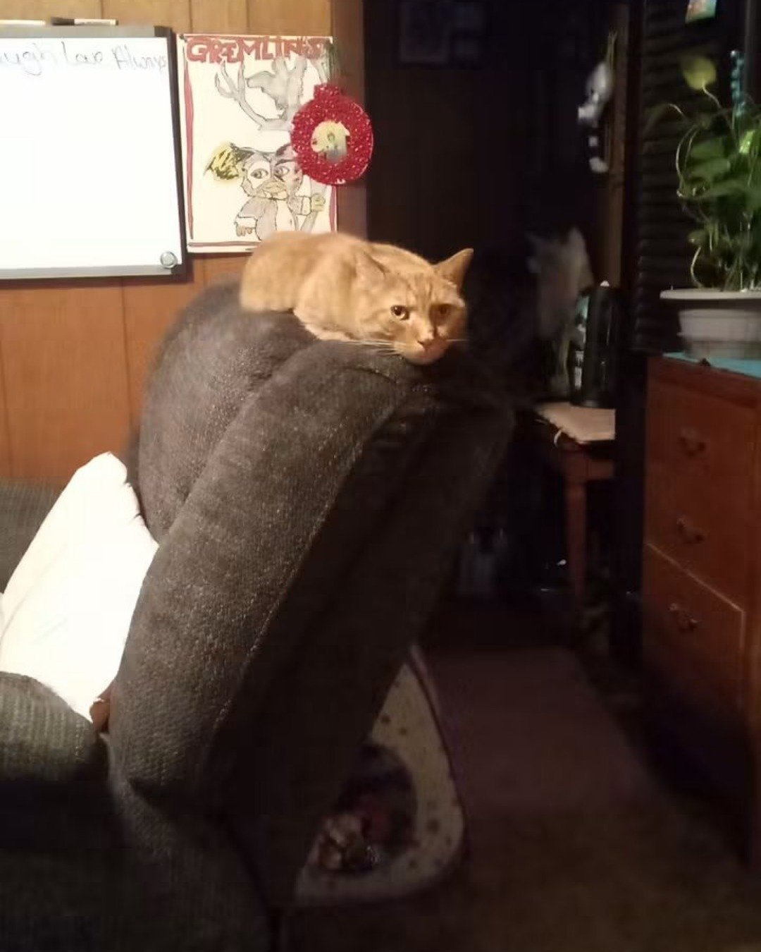 Tiger the tabby. Furniture, White Board, Cat, Chair