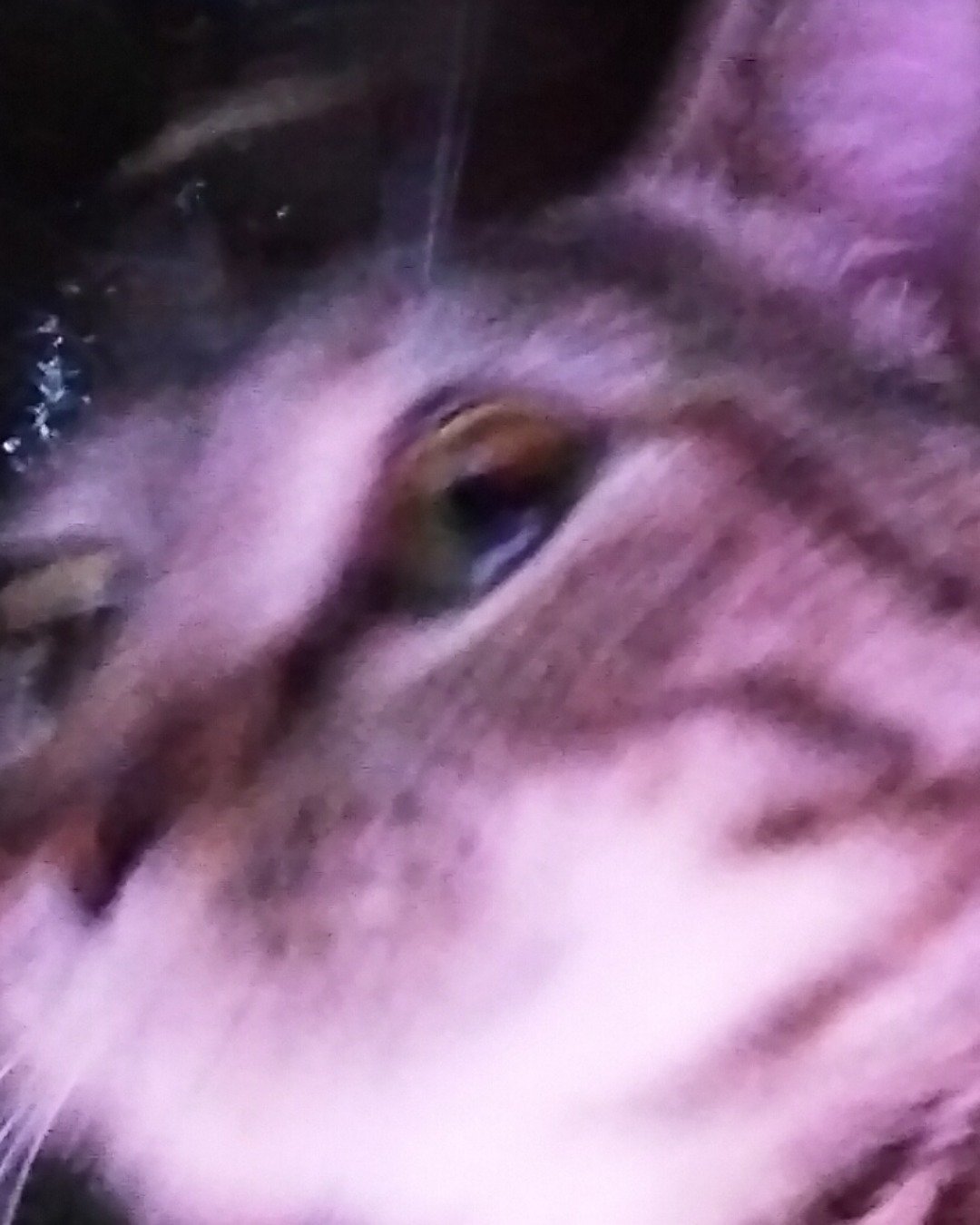kiki the idk. Purple, Cat, Person
