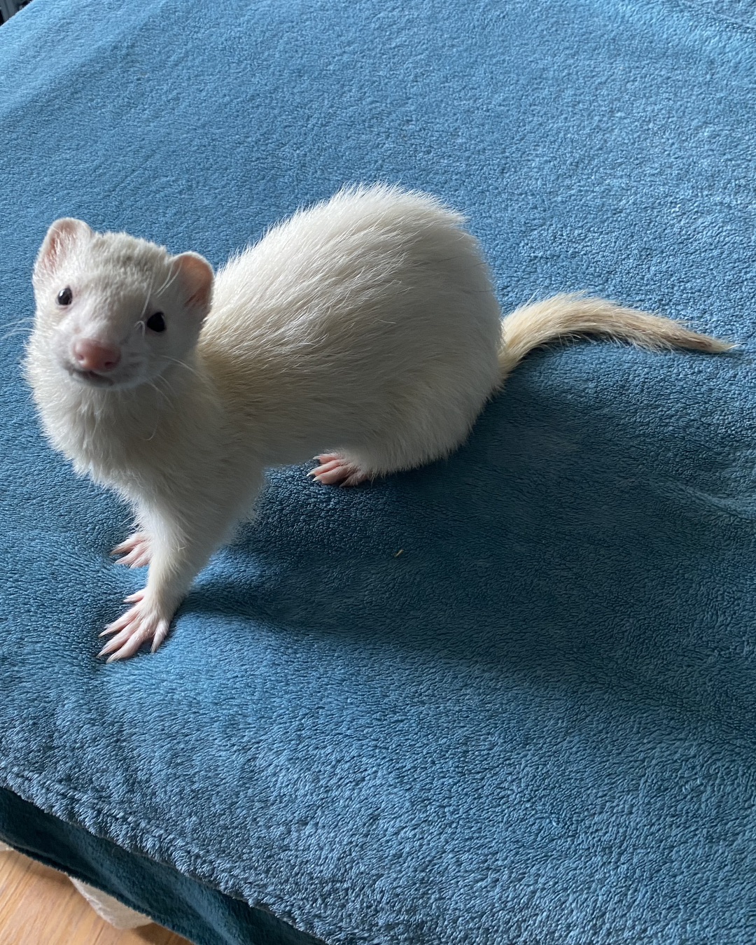 Glitch the Ferret