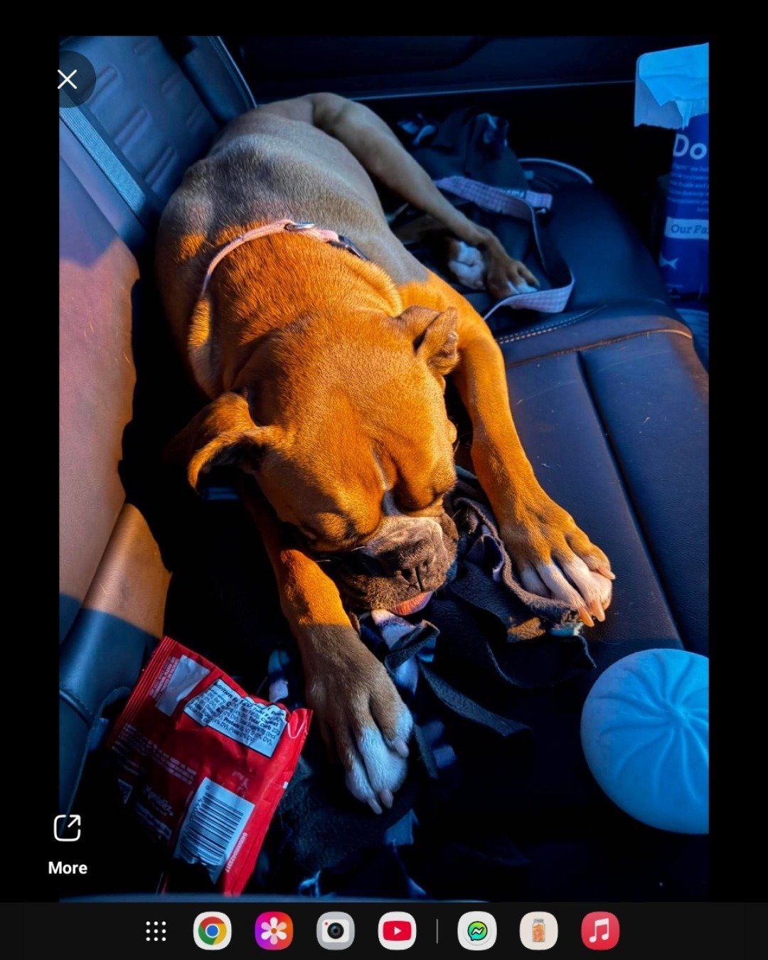 Niya the Boxer. Cushion, Home Decor, Couch, Furniture, Dog, Boxer