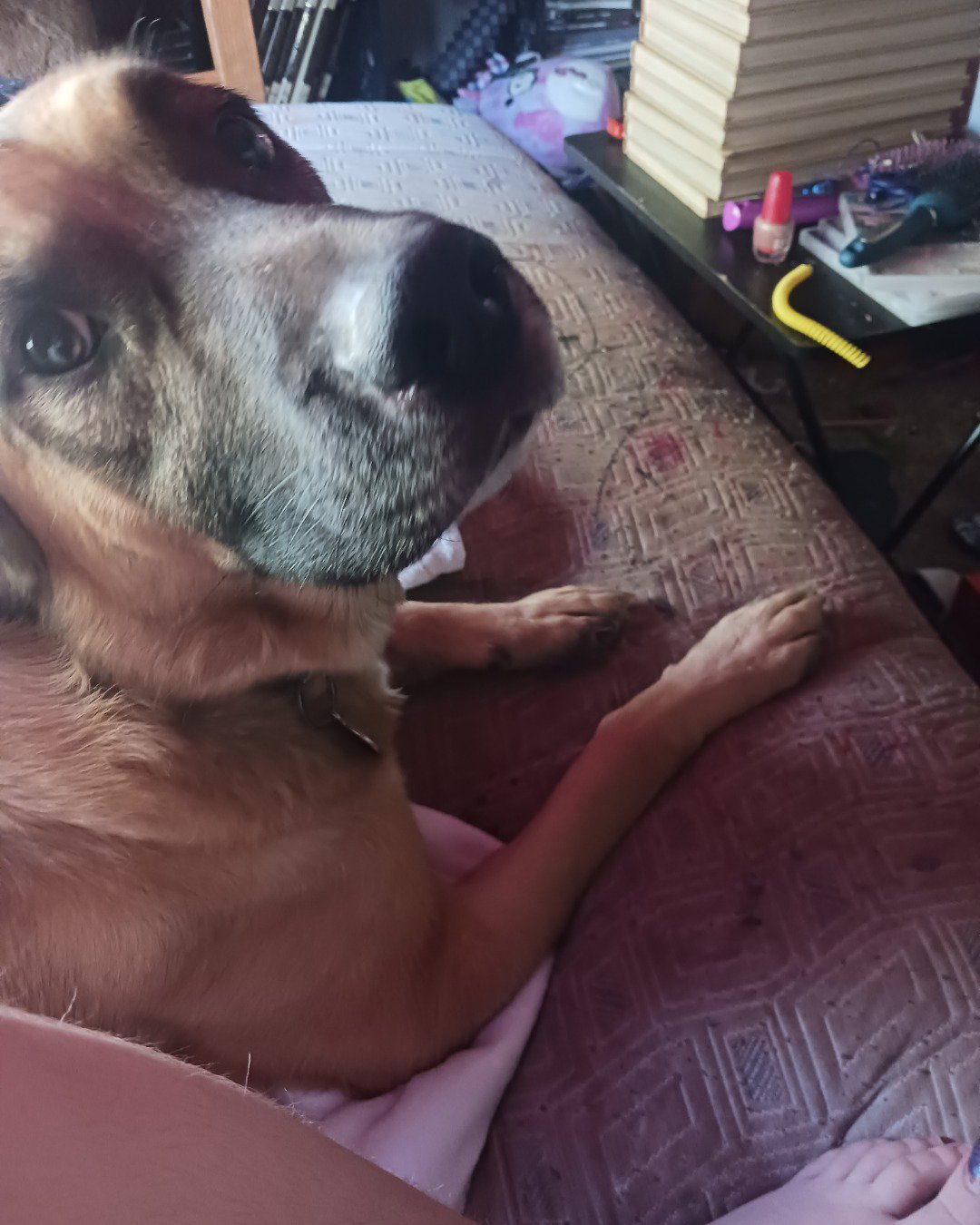 Thor da goober the Bull massif German shepherd mix. Indoors, Interior Design, Dog, Puppy, Furniture, Hound