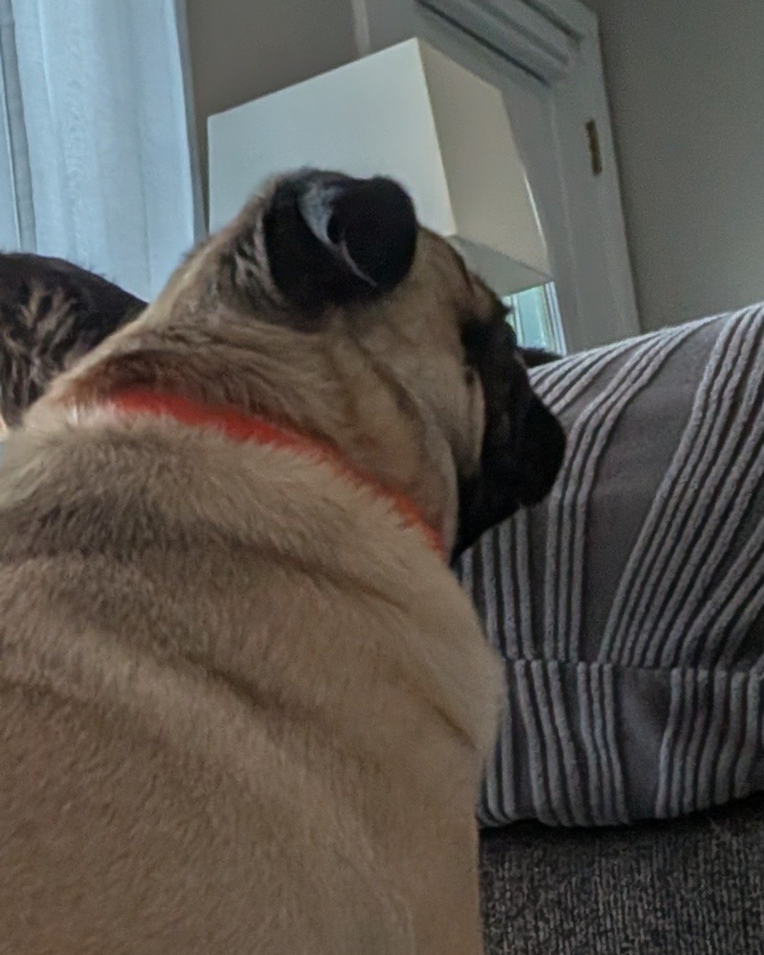 chwy the pug. Dog, Pug