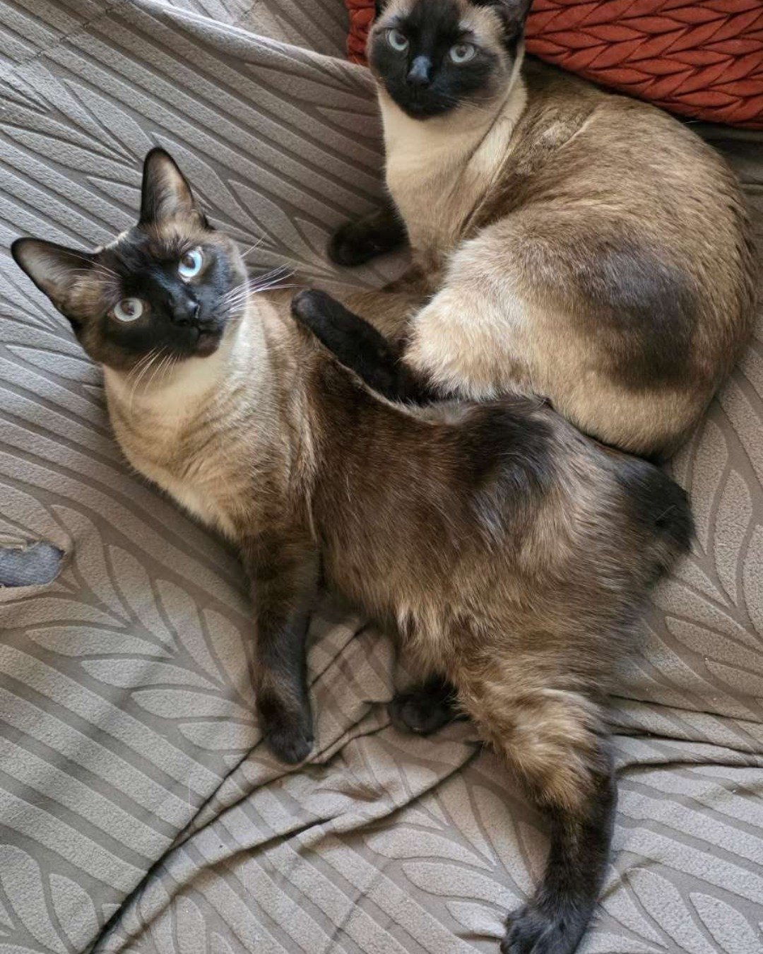 Twin love ❤ (Stella and Luna) the Siamese. Cat, Siamese