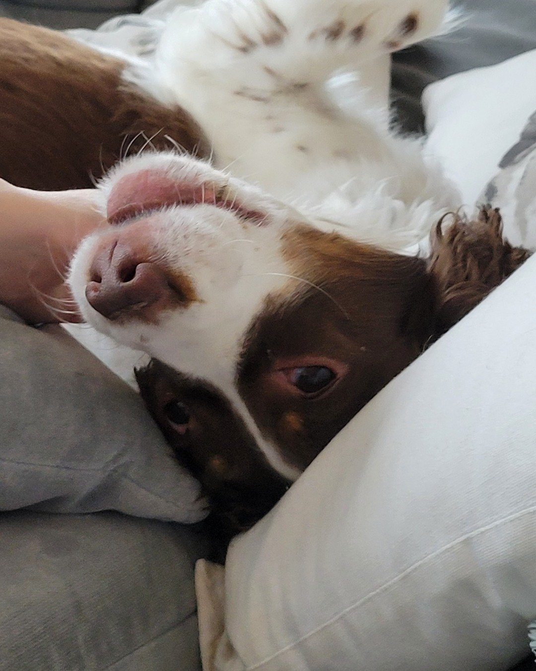 Sparky the English Springer Spaniel. Dog, Puppy, Cushion, Home Decor, Couch, Furniture