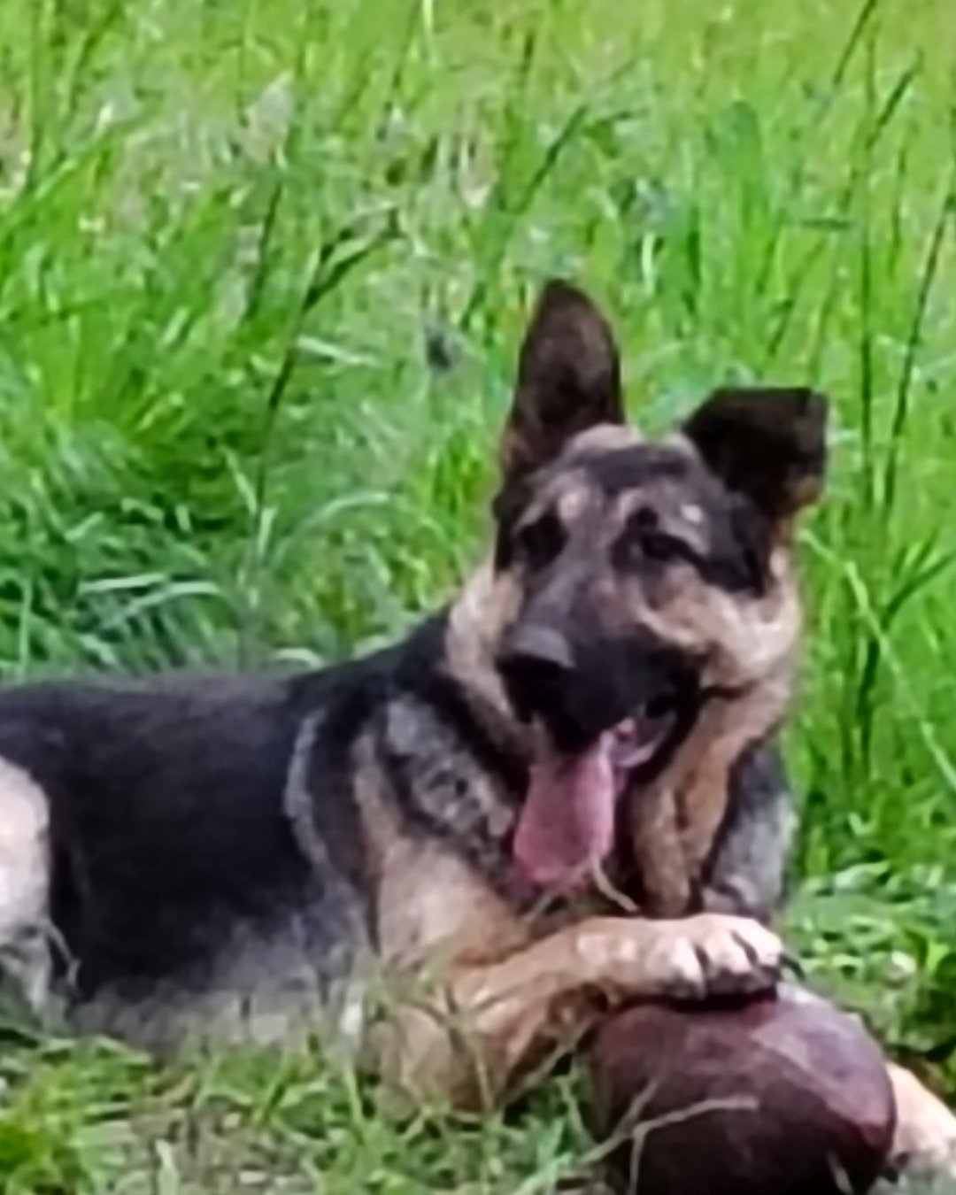 Rascal the German Shepherd. Dog, German Shepherd
