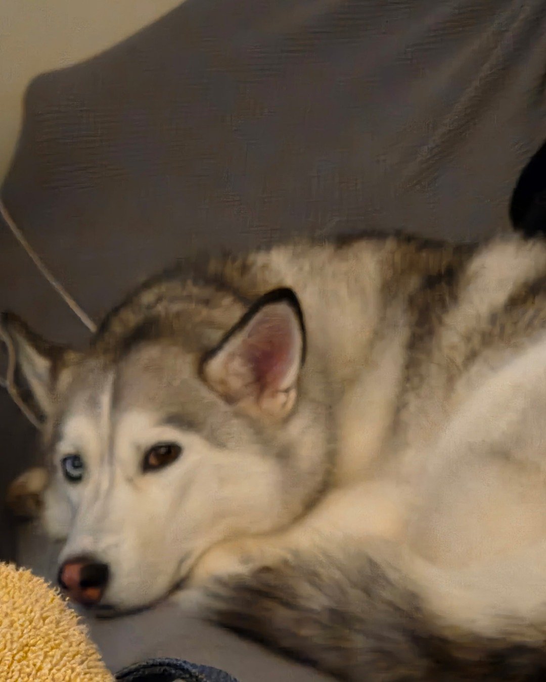 Athena the husky. Dog, Husky, Cat
