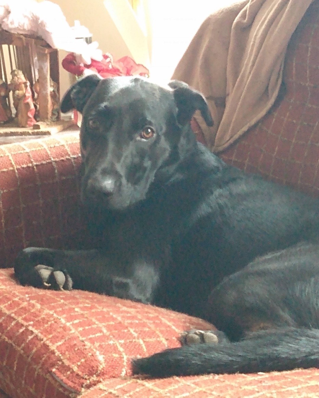Titan the black Lab. Couch, Furniture, Dog, Labrador Retriever, Puppy, Person