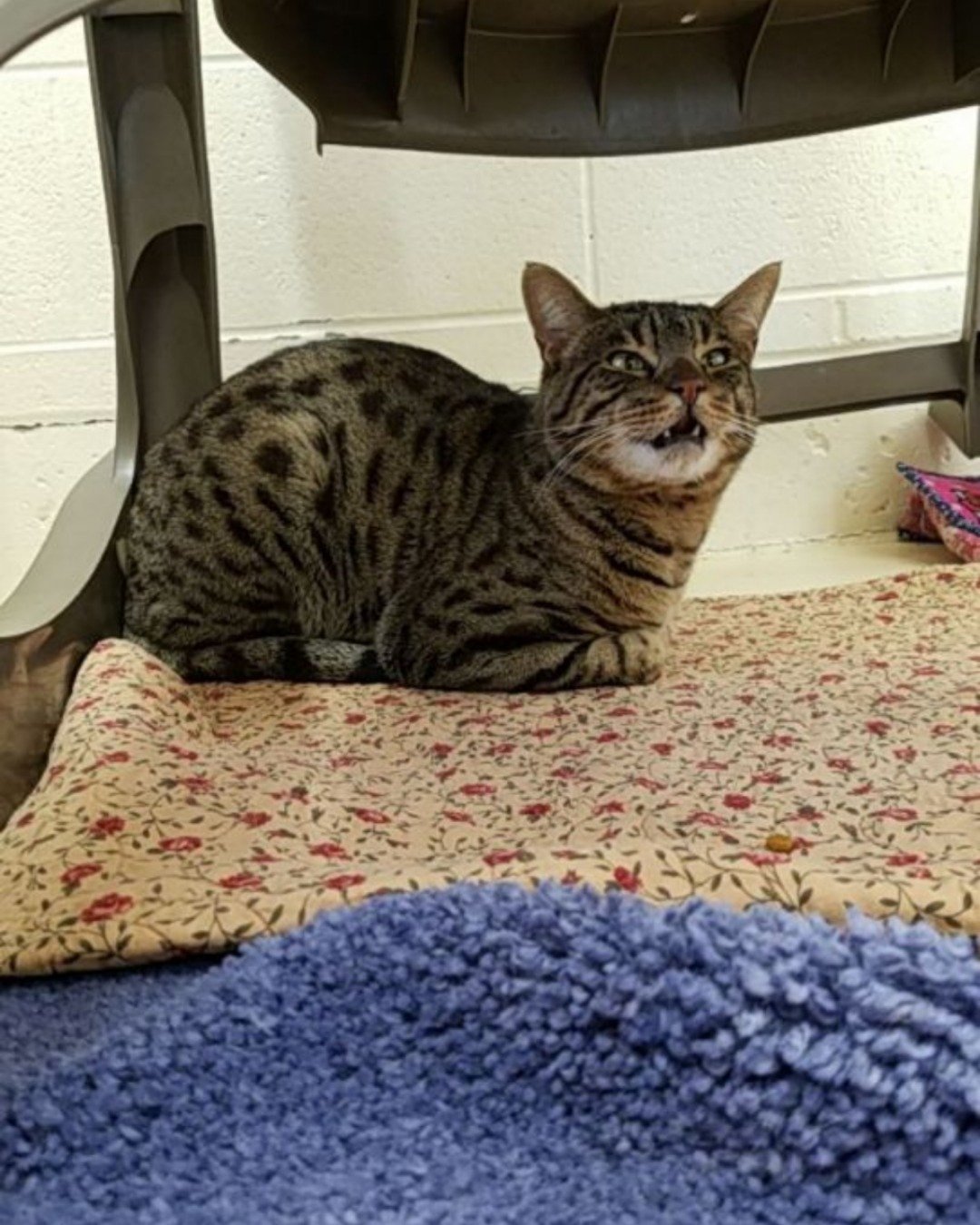 Thor ⚡️💪🏽 the Savannah Cat. Cat, Cushion, Home Decor