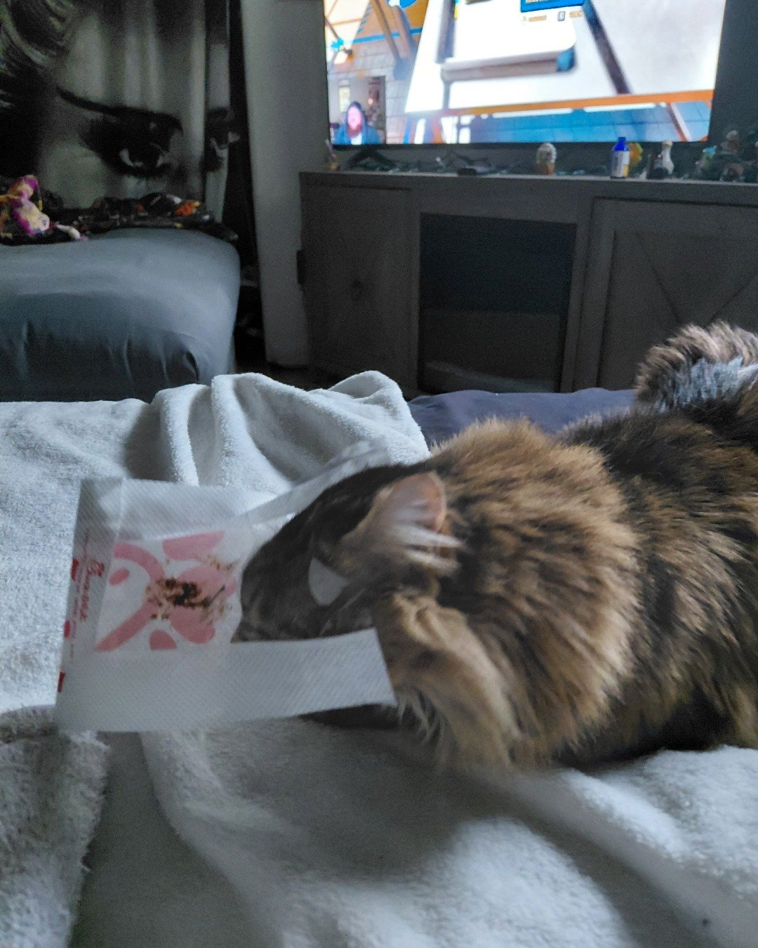 Hot Tamale/Mollie the Norwegian Forest Cat. Person, Sleeping, Cushion, Home Decor, Furniture, Electronics