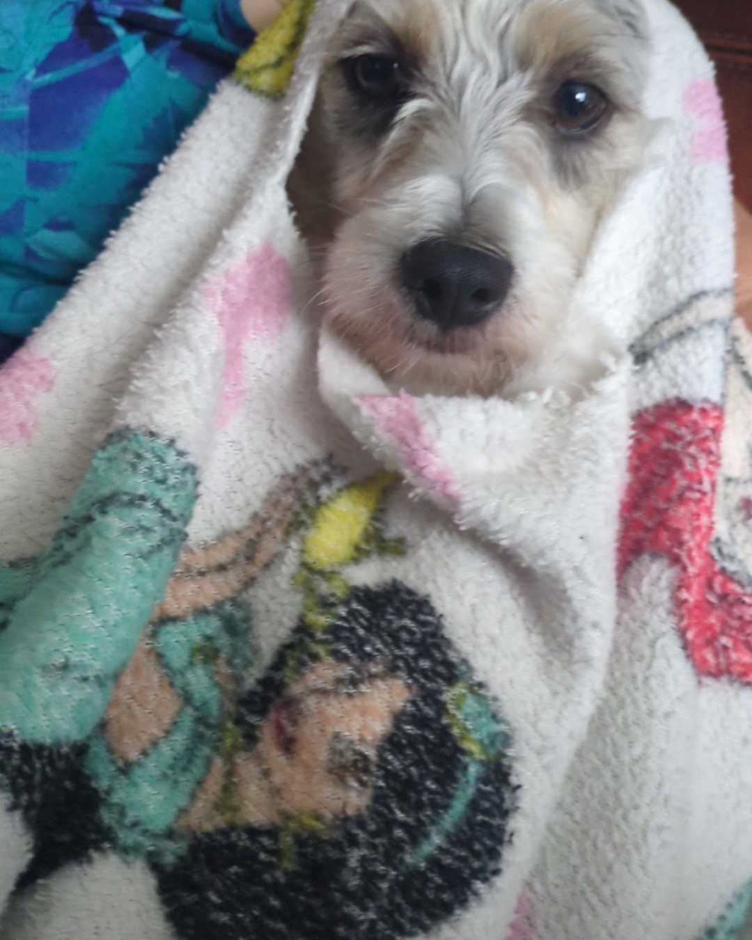 candy!🍭🍬. Blanket, Dog, Towel