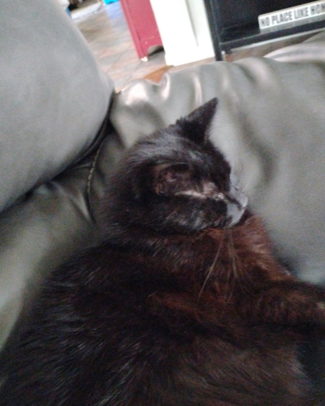 Milo the Unknown. Couch, Furniture, Chair, Cat, Cushion, Home Decor