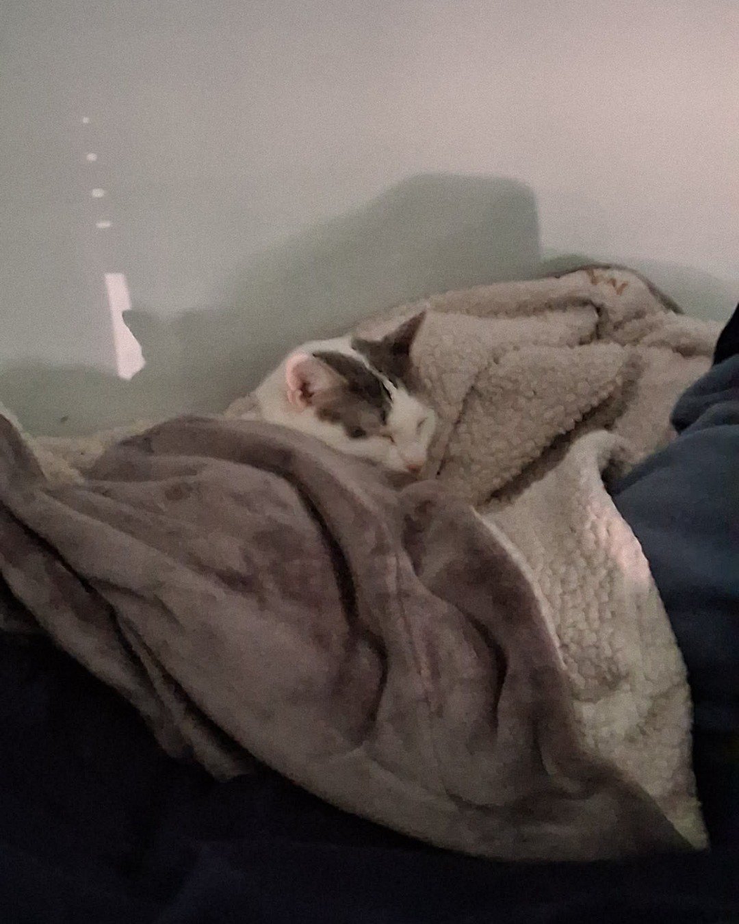 Little Dude the Unsure. Blanket, Cat
