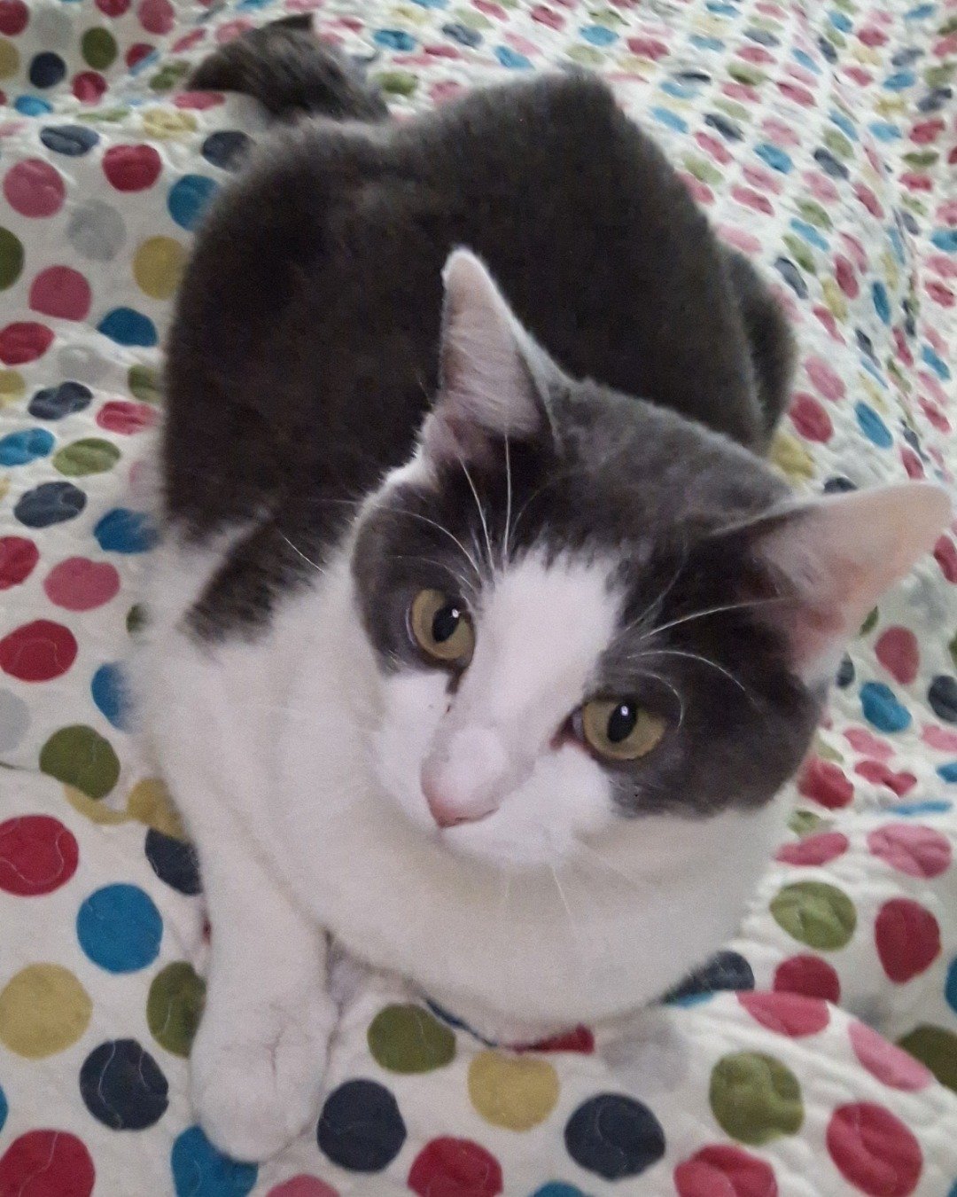 Cloudfur the American Shorthair. Cat, Kitten