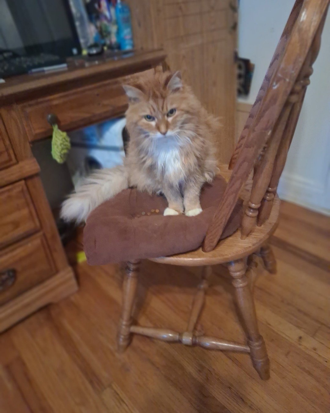 Baby. Hardwood, Wood, Furniture, Machine, Screw, Chair