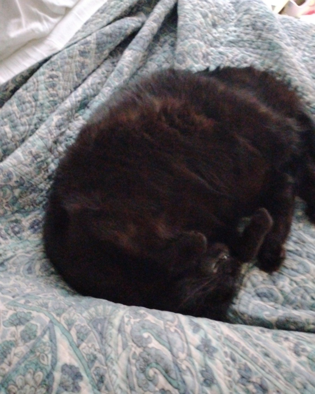 Milo the Unknown. Blanket, Dog, Cat, Furniture