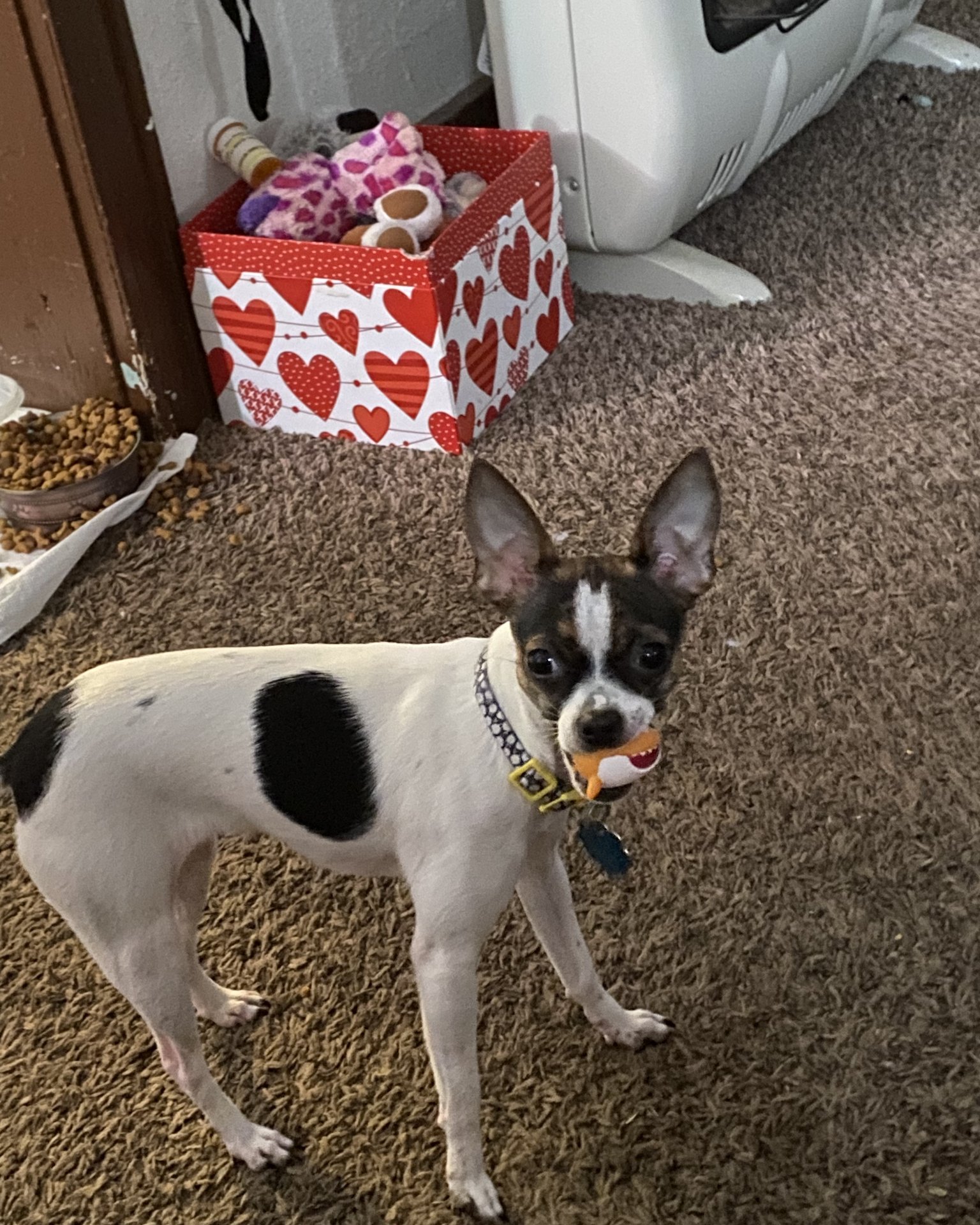 moo moo the female Chihuahua. Dog, Puppy, Box