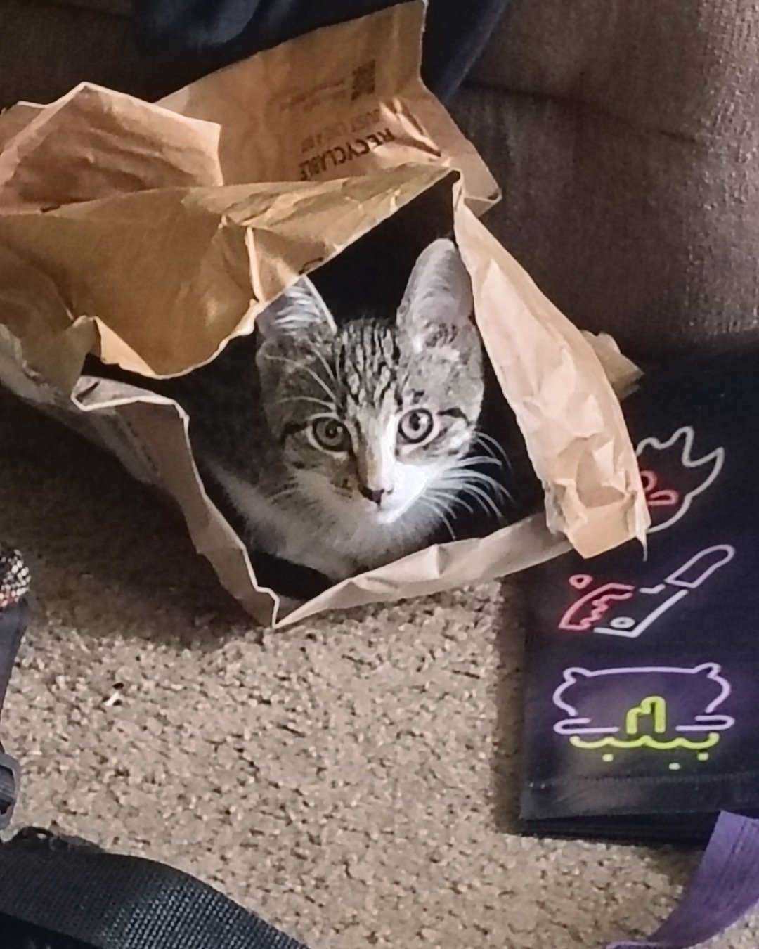 Athena. Bag, Cat, Kitten, Document, Receipt, Text