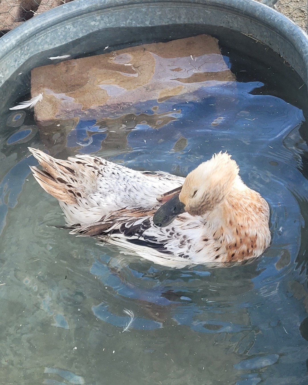 Della the duck. Bird