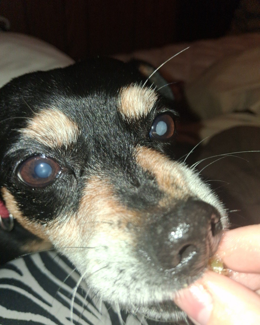 Turbo the Miniature pinscher. Dog, Puppy, Hound, Chihuahua