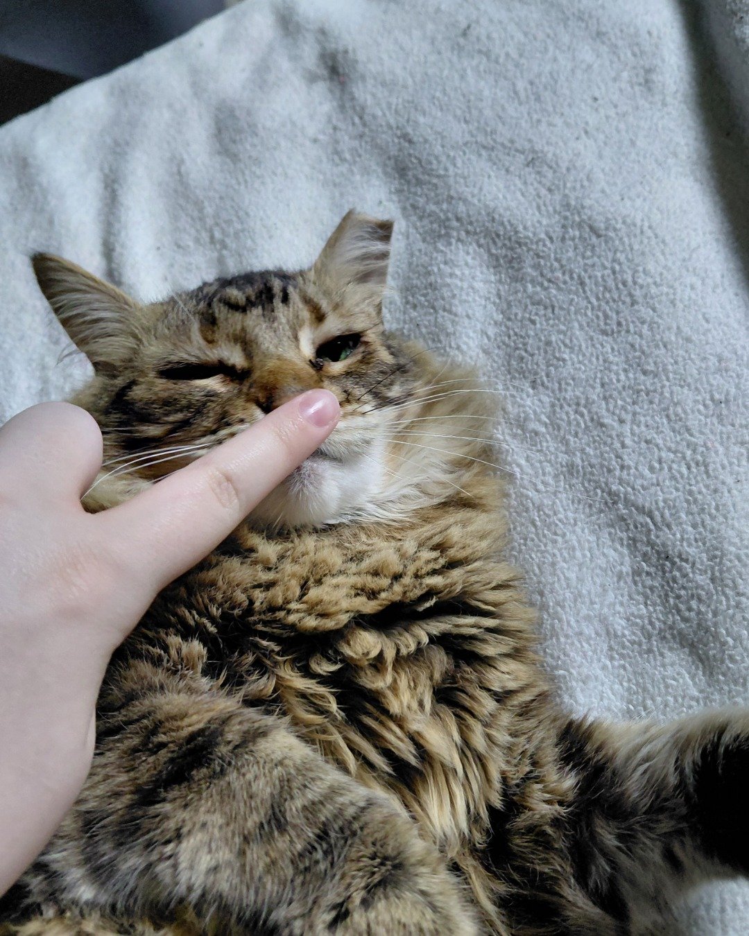 Hot Tamale/Mollie the Norwegian Forest Cat. Cat, Kitten, Person, Body Part, Finger, Hand