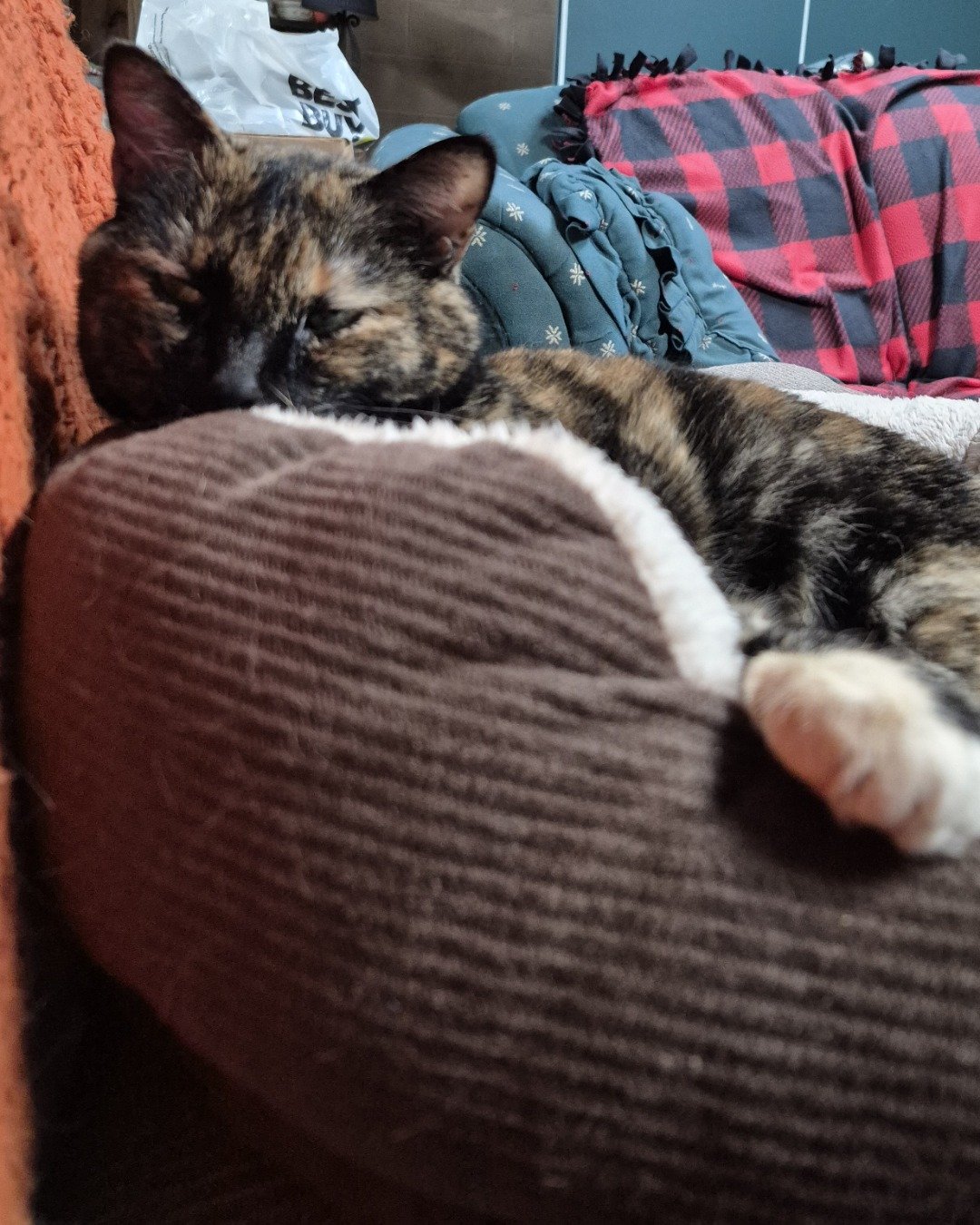 Zeros. Furniture, Couch, Cat, Accessories, Bag, Handbag
