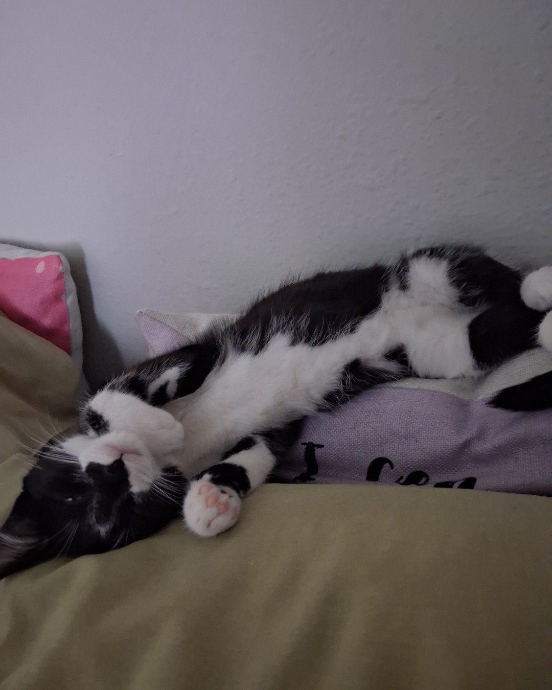 Sebby. Person, Sleeping, Cat, Kitten, Couch, Furniture