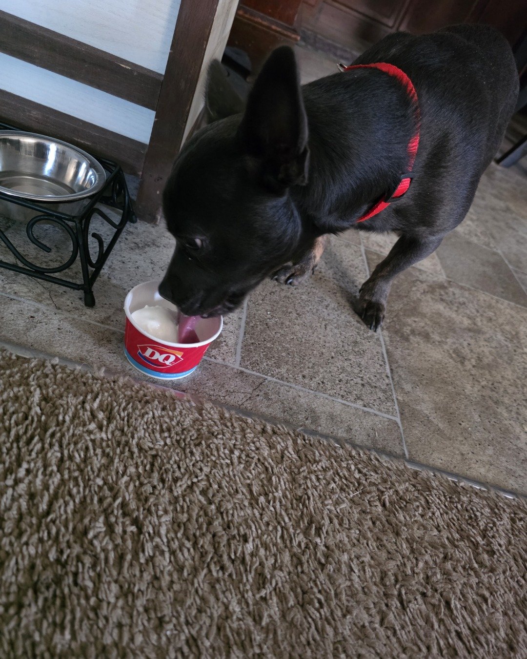 chi chi. Dog, Puppy, Cream, Dessert, Food, Ice Cream