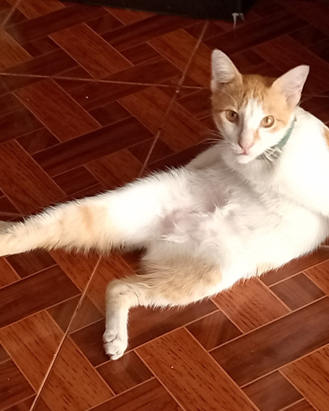 Mango. Floor, Flooring, Hardwood, Wood, Cat, Indoors