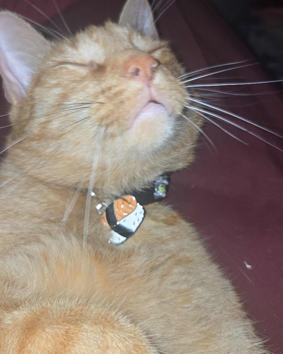 Cheese the tabby. Accessories, Cat