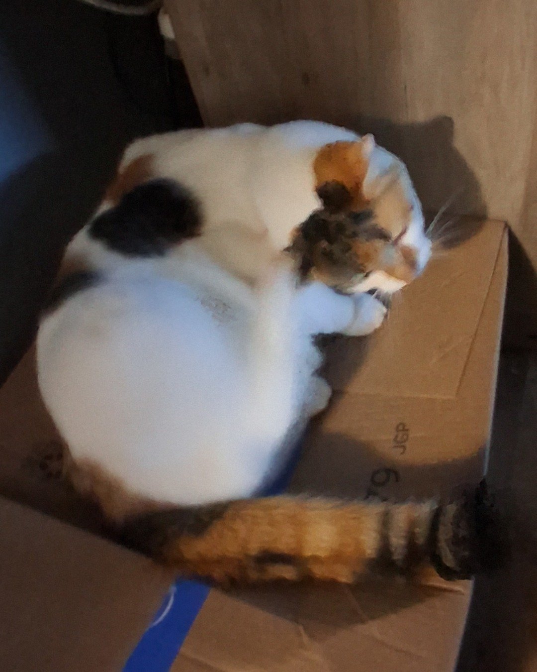 Callie the Calico maincoon. Person, Sleeping, Box, Cat, Kitten