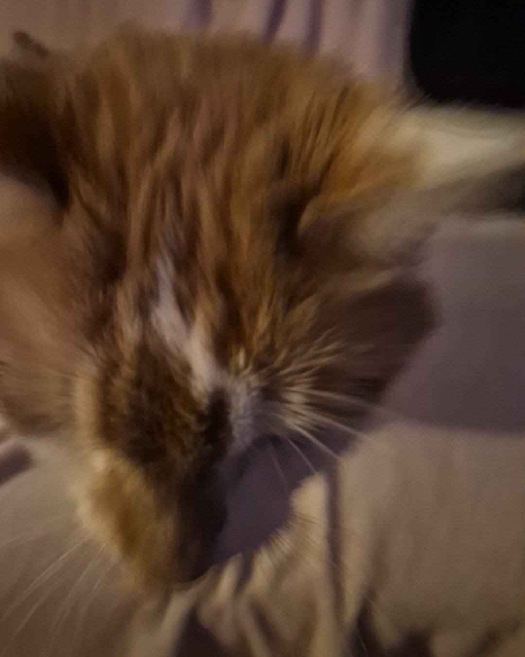 zipper the ???. Cat, Kitten, Person, Sleeping
