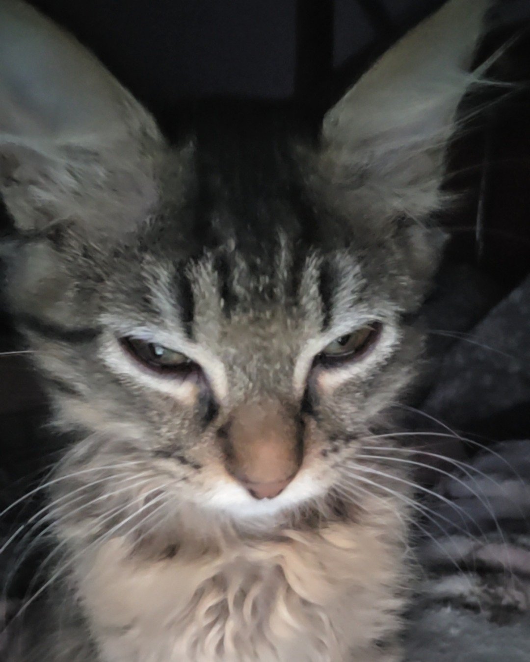 Strudel the long hair. Cat, Kitten, Abyssinian