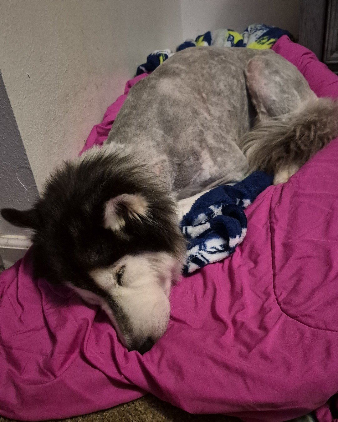 Tasha the Husky/wolf. Dog, Husky, Furniture, Blanket