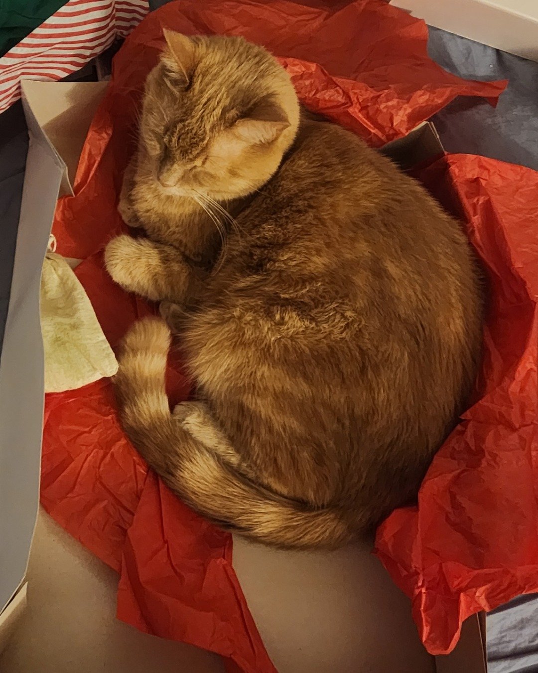 Harley the Orange Floof. Person, Sleeping, Cat, Blanket