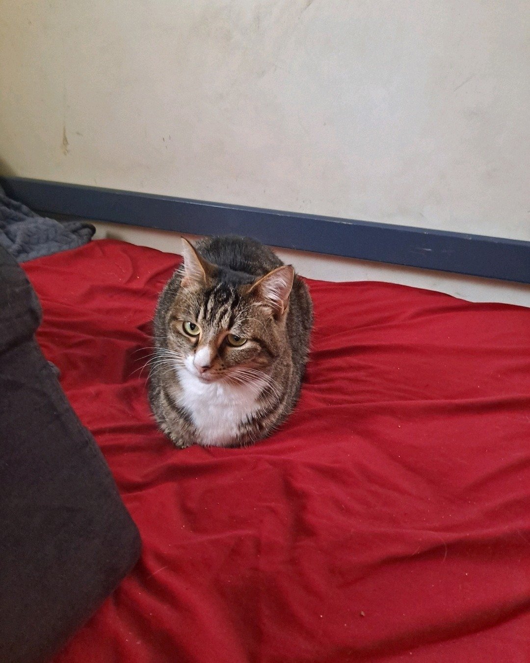 knuckles. Furniture, Cushion, Home Decor, Blanket, Cat, Bed