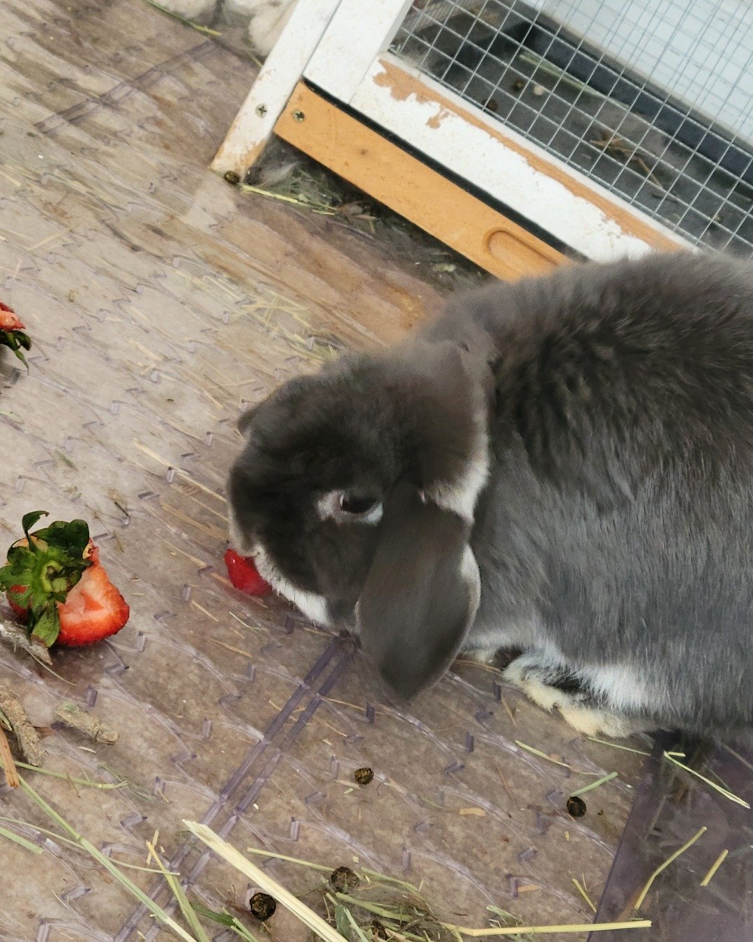 Hoppy. Rabbit, Leaf, Plant, Potted Plant, Rat, Rodent