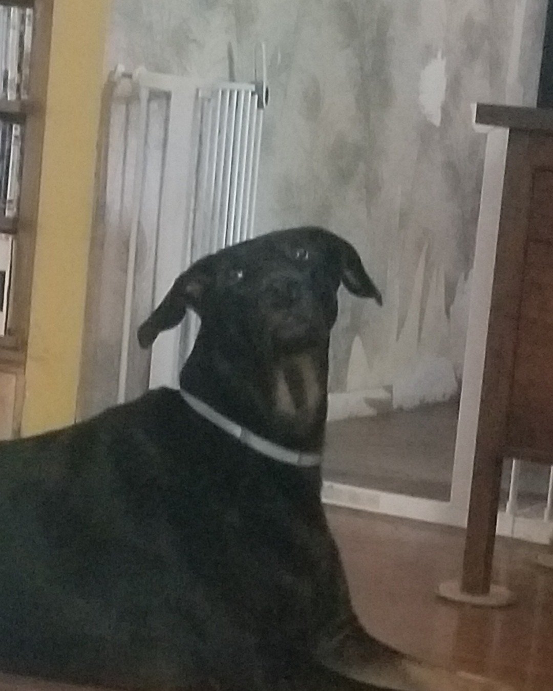 fixet the mix. Dog