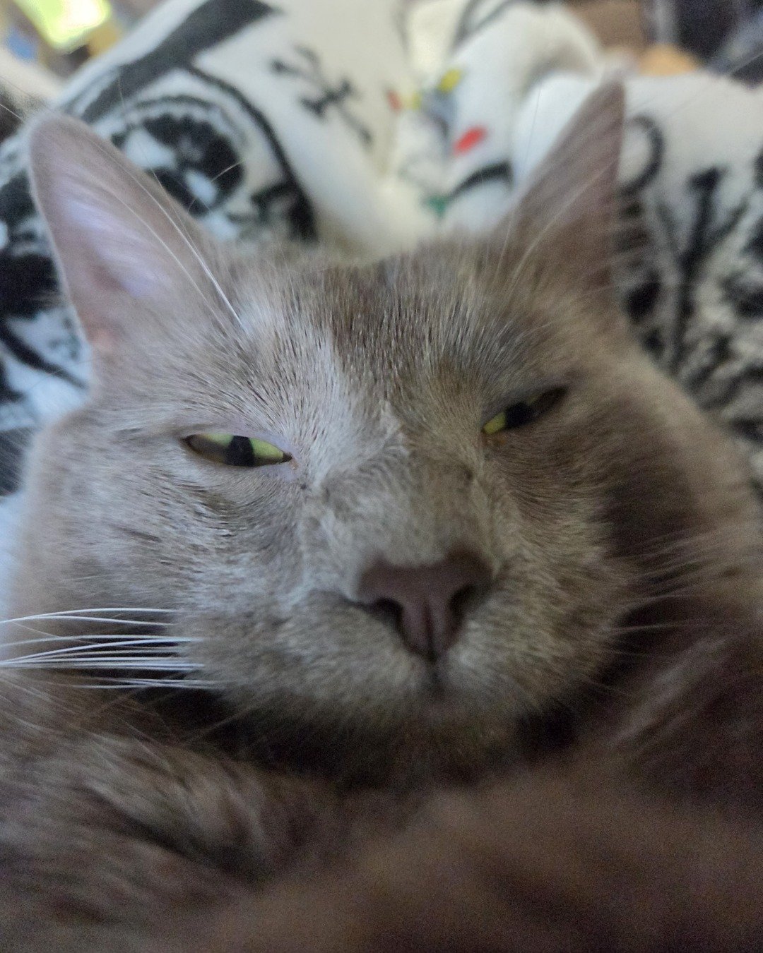Chino. Abyssinian, Cat