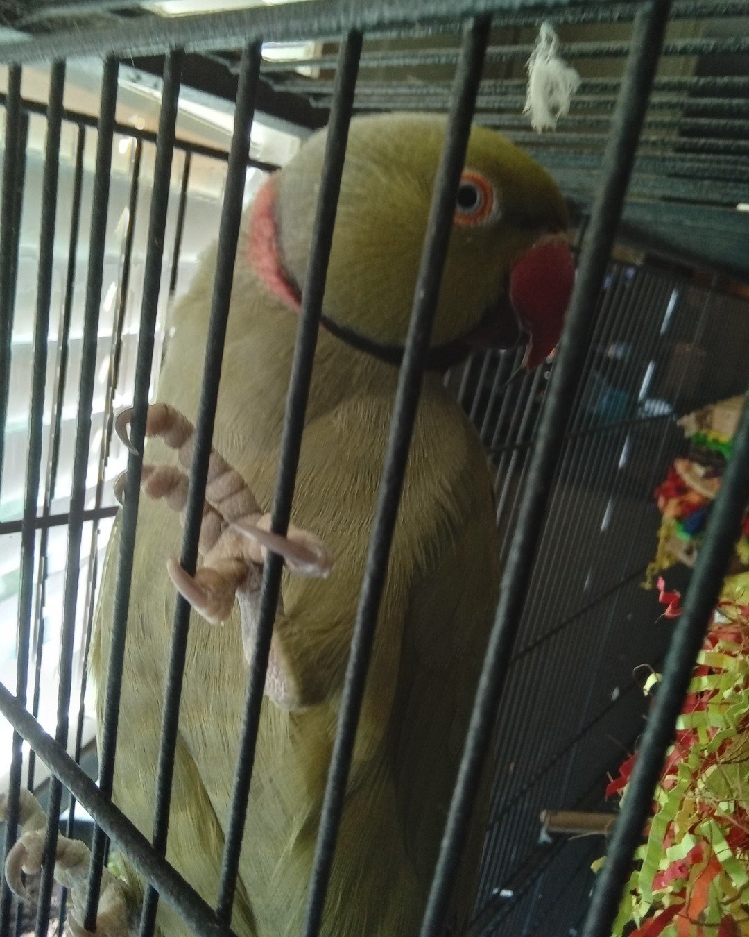 kiwi the green ringneck. Bird, Parakeet, Parrot