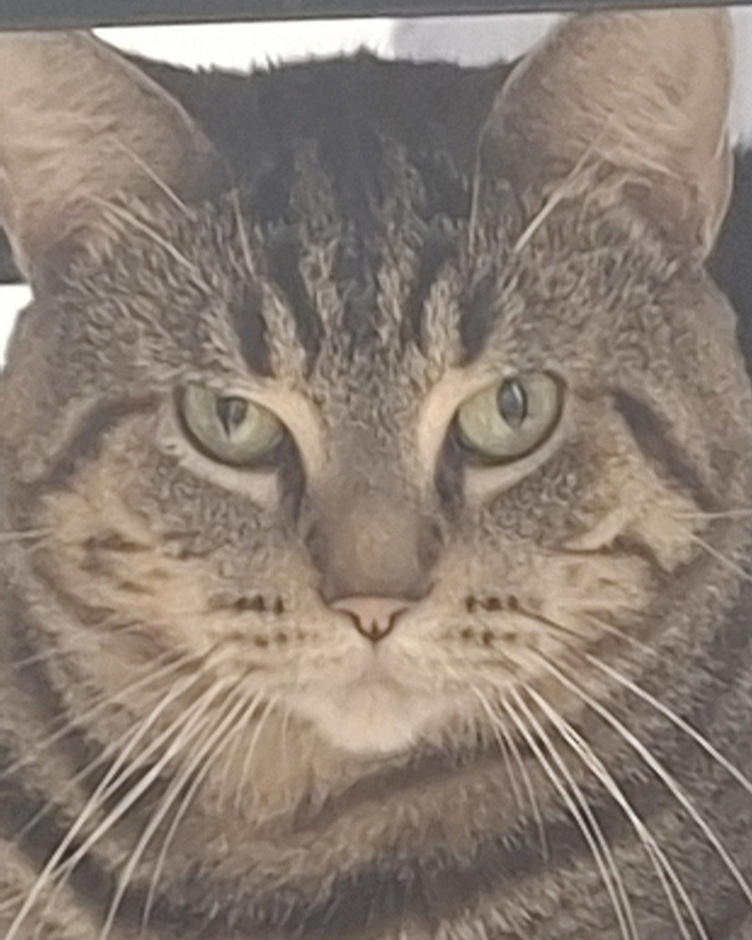 Hermes the taby. Abyssinian, Cat