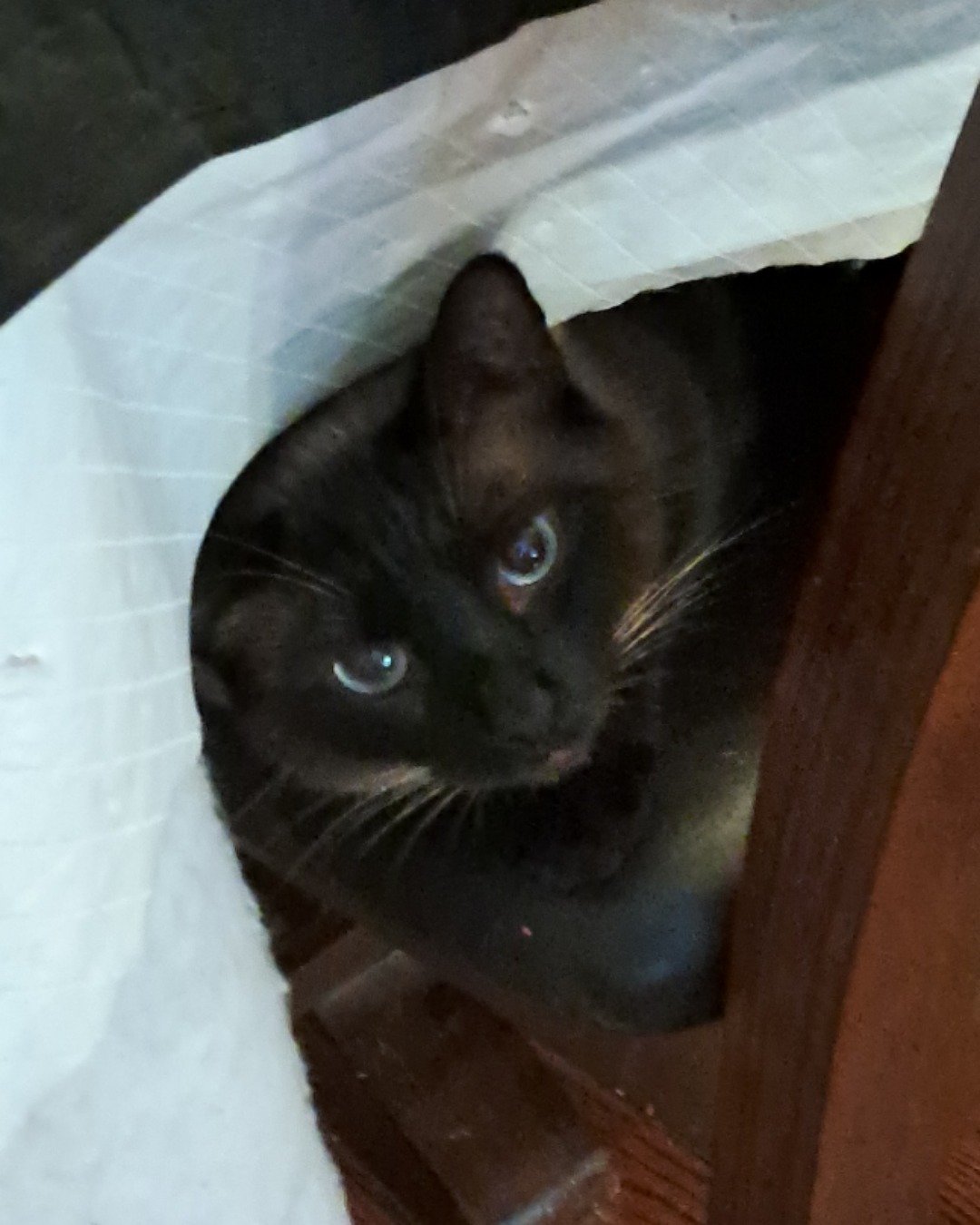 stub tail Stella🙃😎 (twin of Luna) the Siamese. Cat, Black Cat