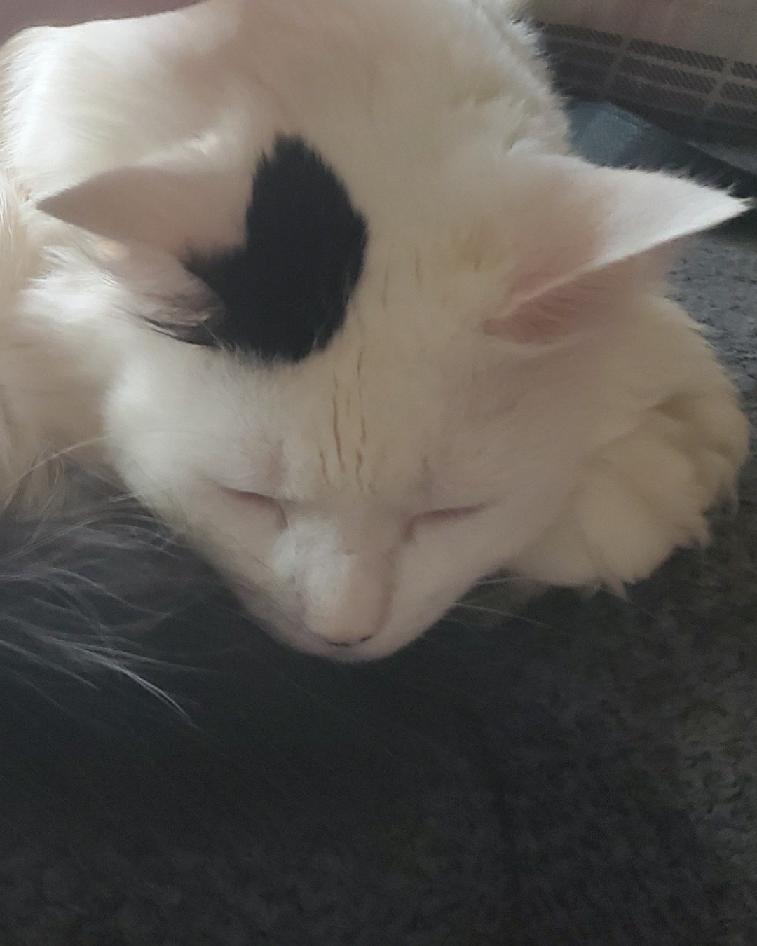Breezey. Person, Sleeping, Angora, Cat, Kitten