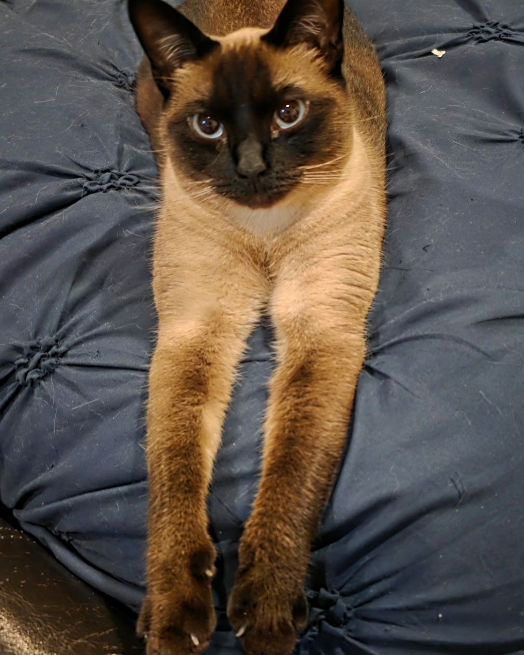 Luna🌙💫 (twin of Stella) the Siamese. Cat, Siamese