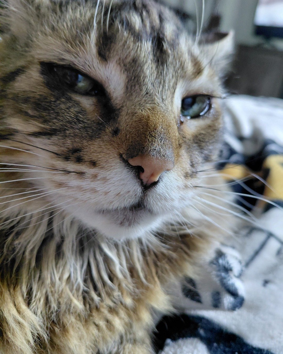 Hot Tamale/Mollie the Norwegian Forest Cat. Cat, Kitten, Abyssinian