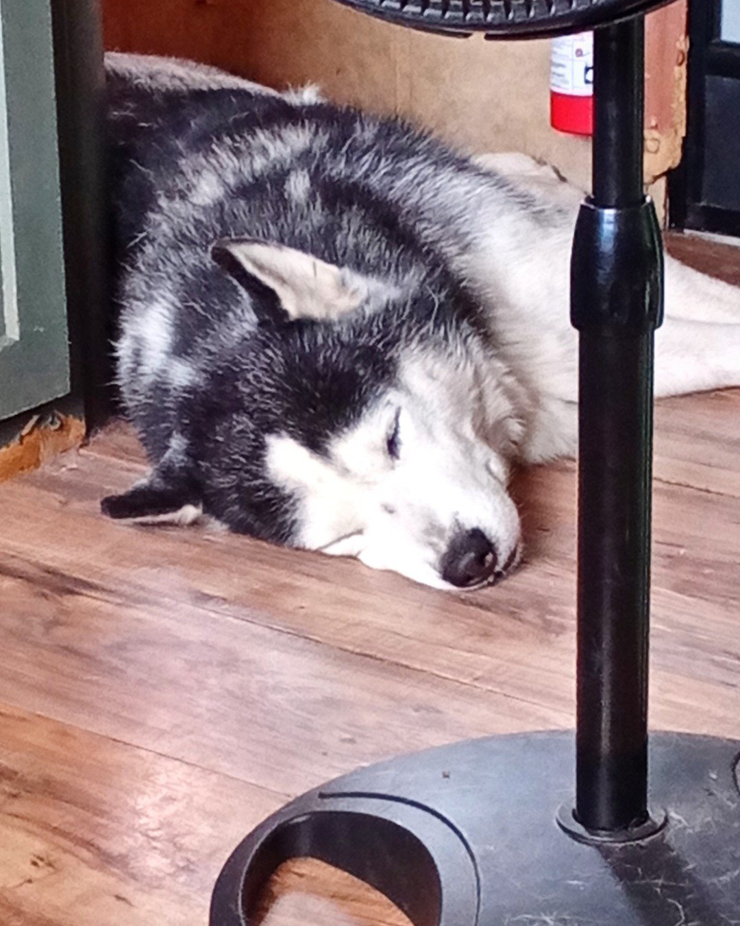 Max Preter the purebred Siberian Husky. Dog, Husky, Wood, Puppy, Hardwood