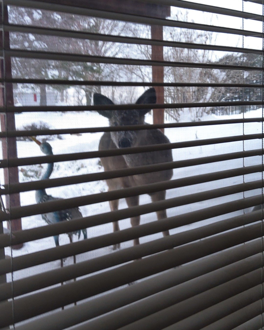 muffin. Curtain, Home Decor, Window Shade, Pig